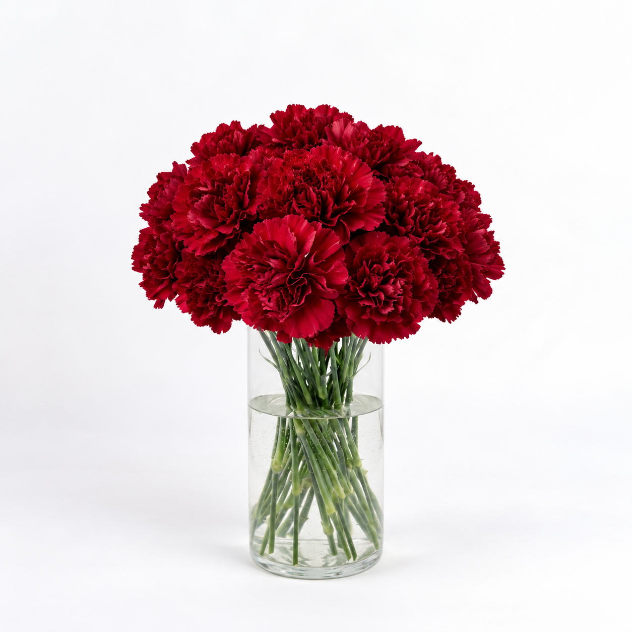Carnations - Burgundy