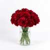 Carnations - Burgundy