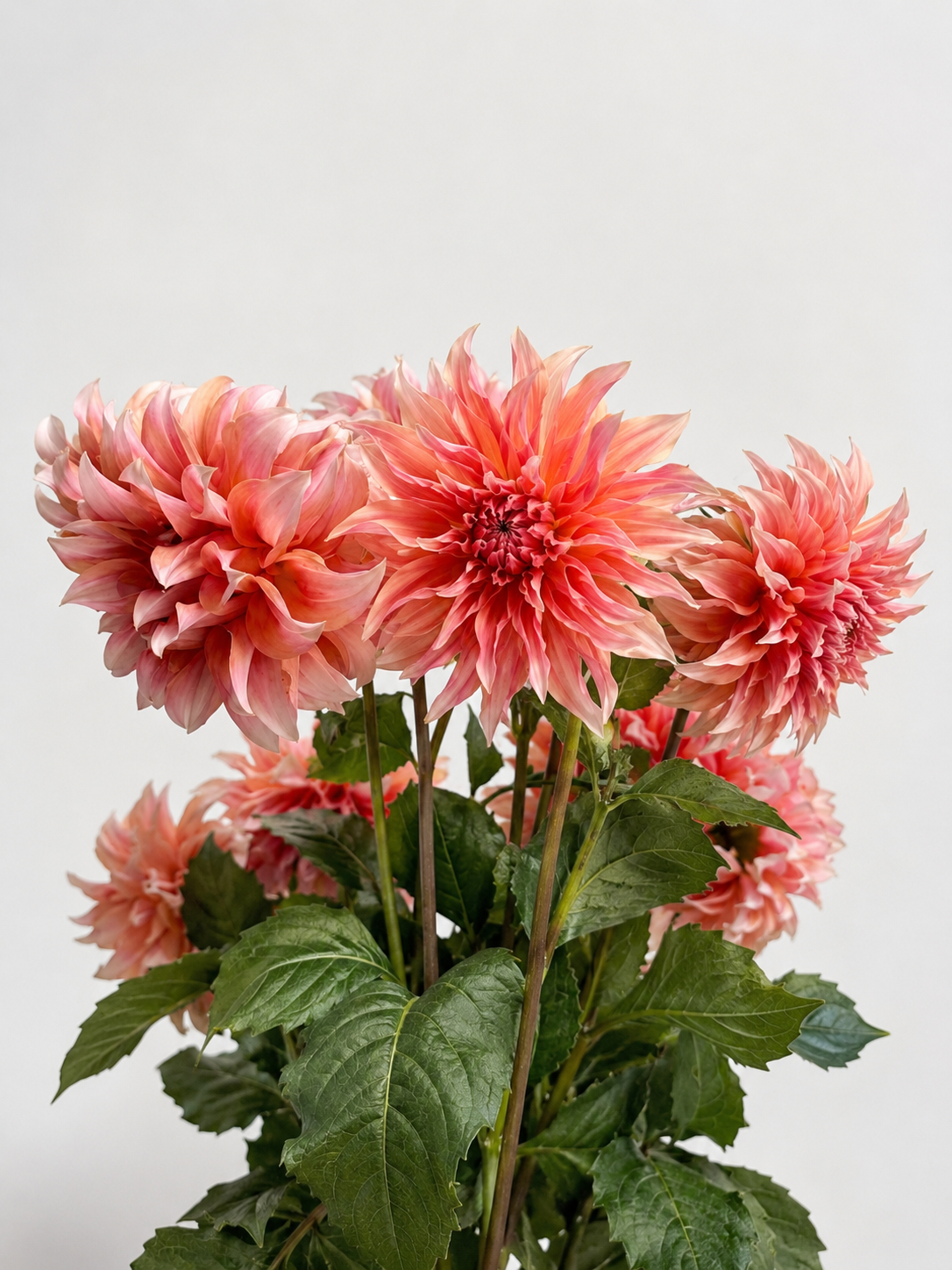 UK Grown Dahlia ‘Labyrinth’ – Peach / Pink