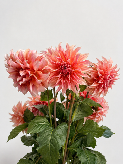 UK Grown Dahlia ‘Labyrinth’ – Peach / Pink