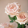 Rose Quicksand Stems | Premium Quicksand Roses | Fresh UK Delivery