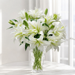 UK Grown Pollen-Free White Rose Lily ‘Aisha’