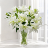 UK Grown Pollen-Free White Rose Lily ‘Aisha’