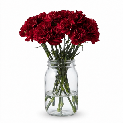 Carnations - Burgundy