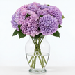 Lavender Mist Hydrangea  Flowers