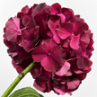 Ruby Red Hydrangea Flowers