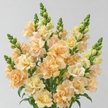British Grown Soft Apricot Snapdragon & White Campanula Flower Box