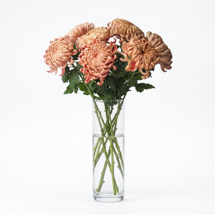 Chrysanthemum Vienna Copper
