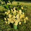 UK Grown Cream Lisianthus