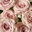 Rose Quicksand Stems | Premium Quicksand Roses | Fresh UK Delivery