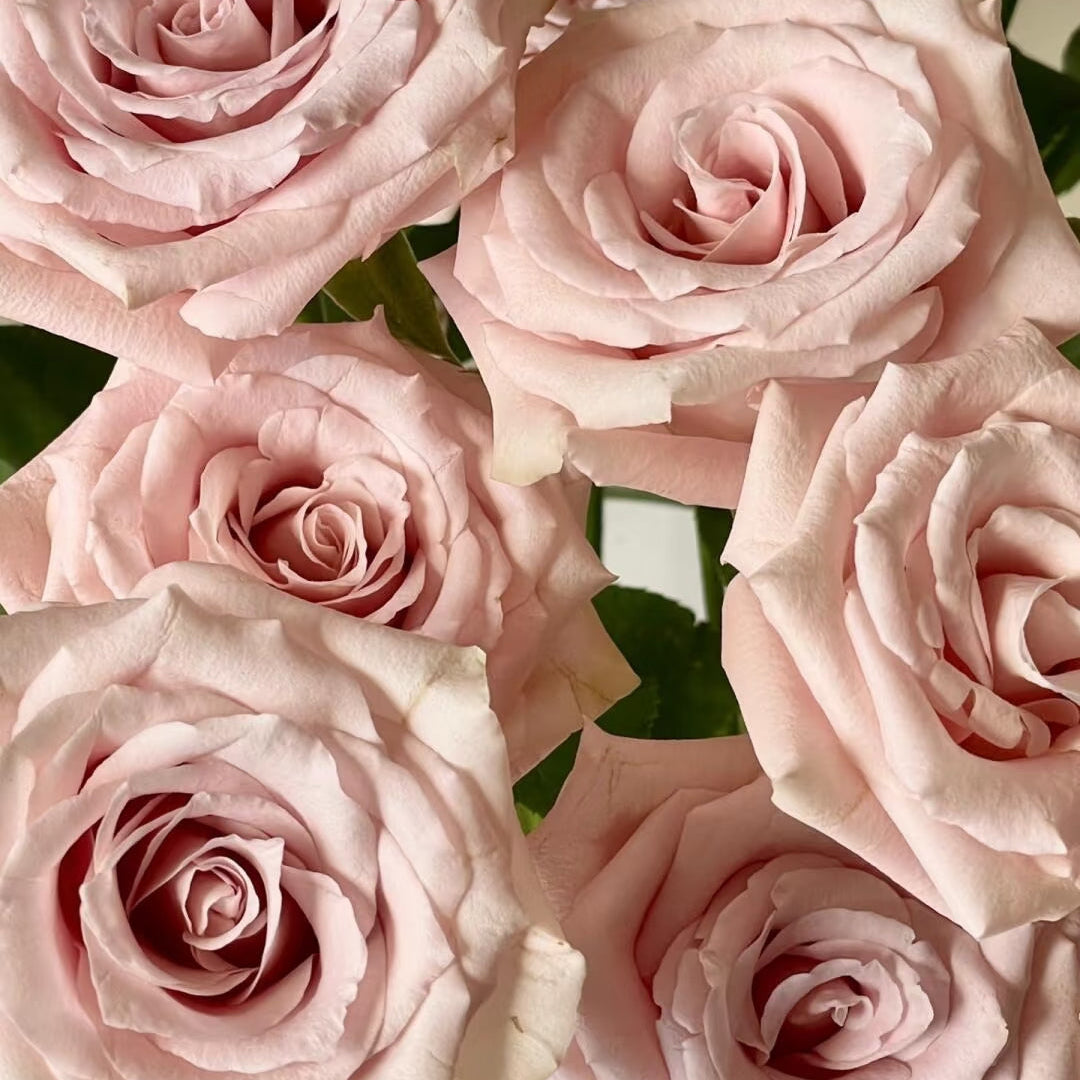 Rose Quicksand Stems | Premium Quicksand Roses | Fresh UK Delivery