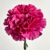 Carnations - Hot pink