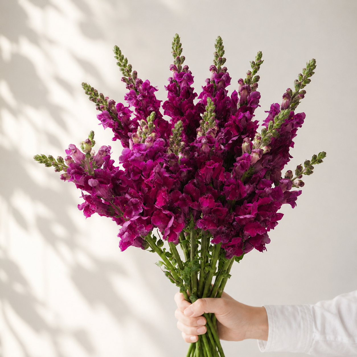 British Red Snapdragon Flowers