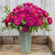British Grown Hot Pink Zinnias
