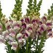 British Plum Blossom Snapdragon Flowers – Cherry Blush