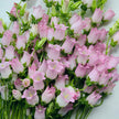 British Pink Campanula | Fresh Seasonal Bellflowers