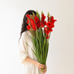 Dark Red Gladioli – British Grown | 75cm