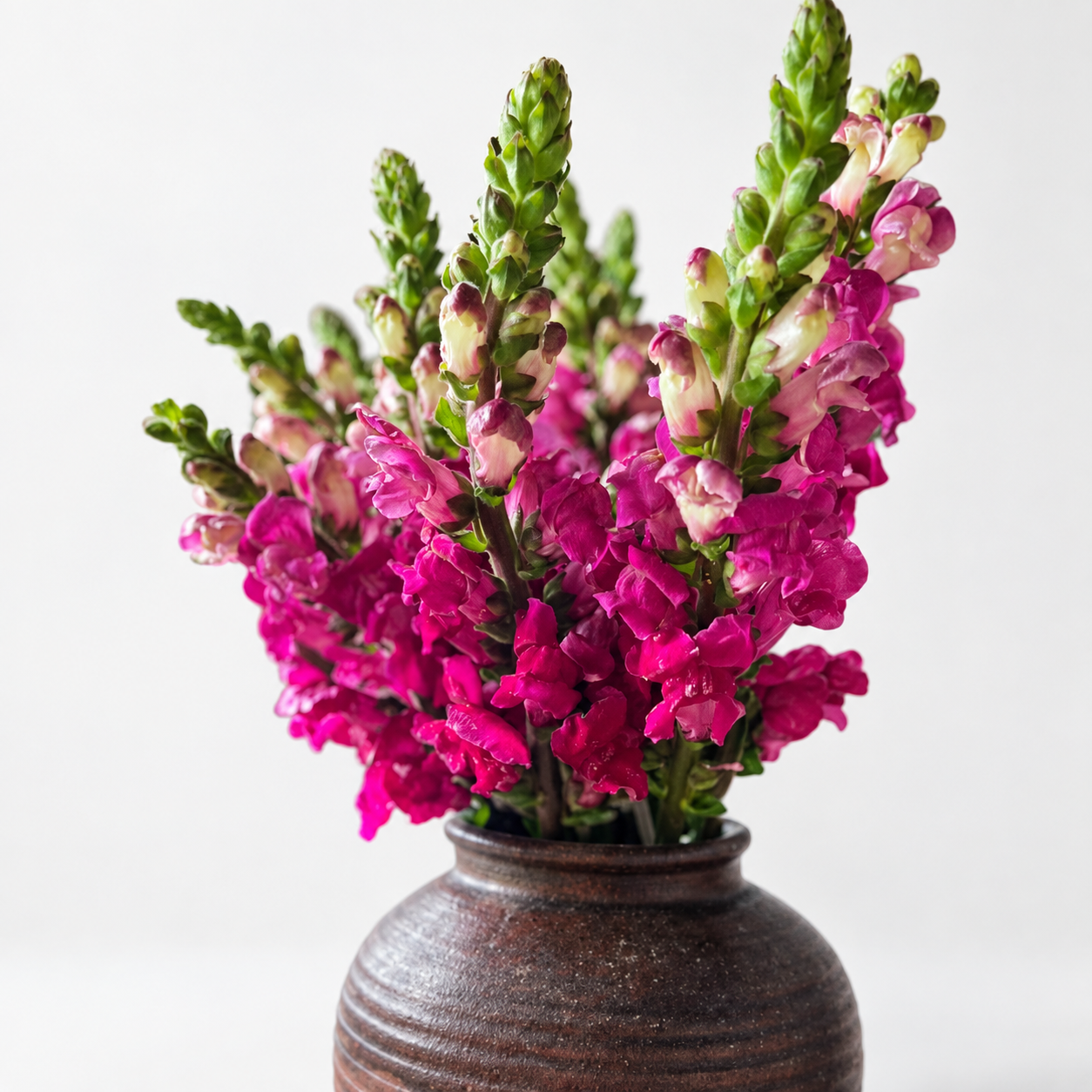 British Red Snapdragon Flowers