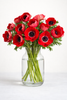 British Grown Red Anemones