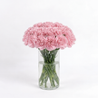 Pink Carnations - Clearwater