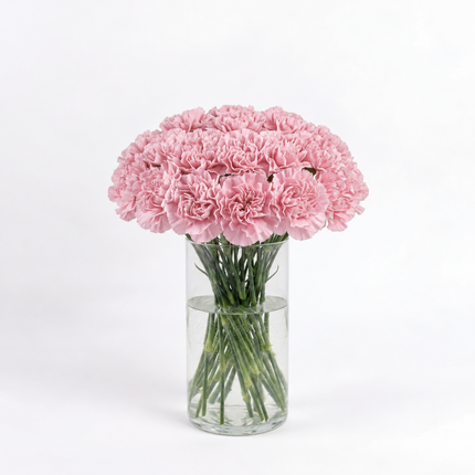 Pink Carnations - Clearwater