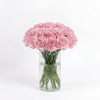 Pink Carnations - Clearwater