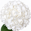 Cloud White Hydrangea Flowers