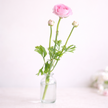 Colourful Ranunculus