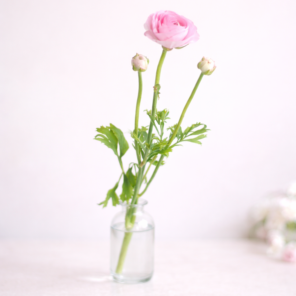 Colourful Ranunculus