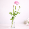 Colourful Ranunculus