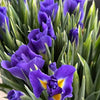 Blue Iris
