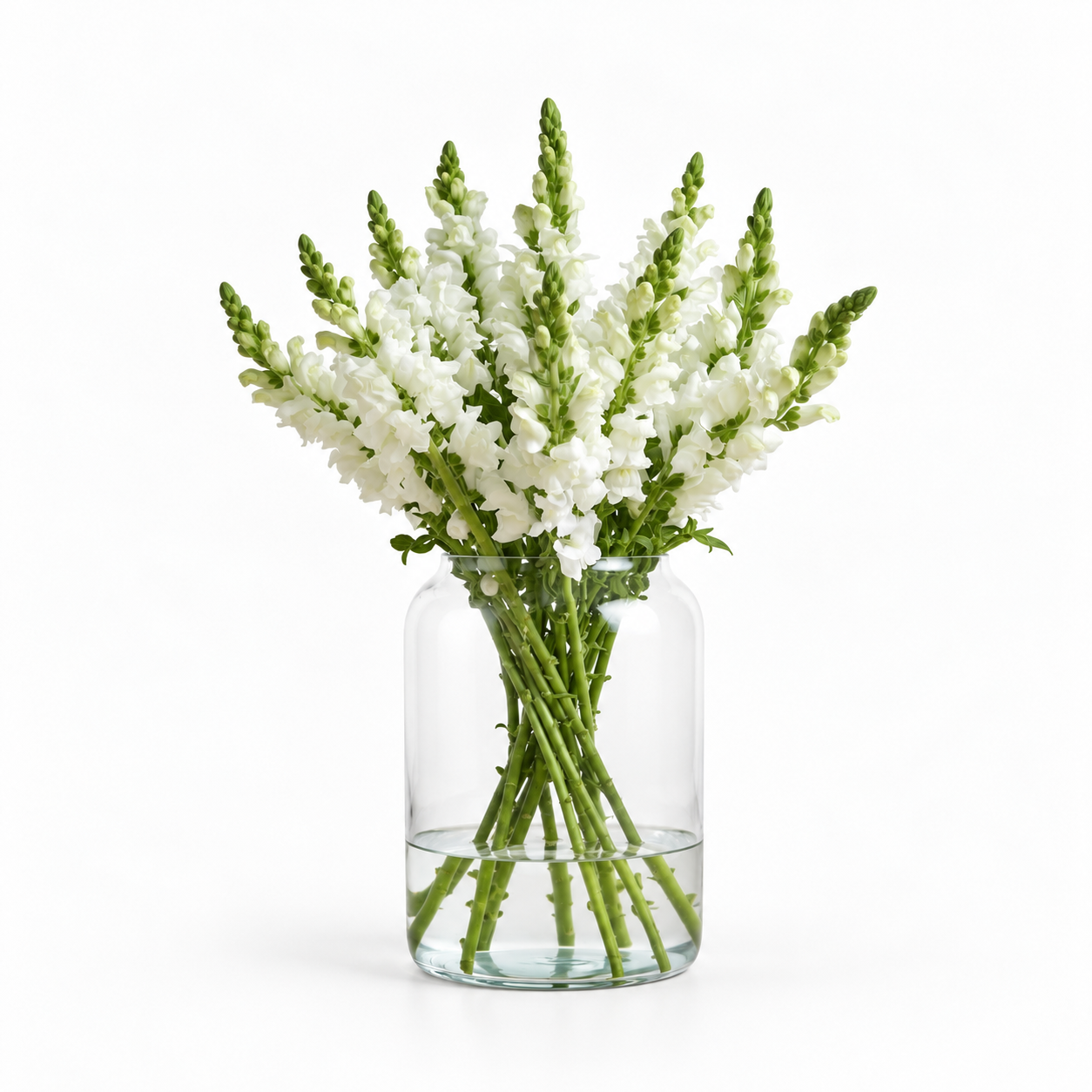 British White Snapdragon Flowers