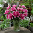 UK Grown Pollen-Free Pink Rose Lily ‘Manouska’