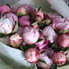 Pink Peony Stems