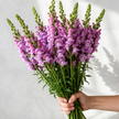 British Lavender Snapdragon Flowers