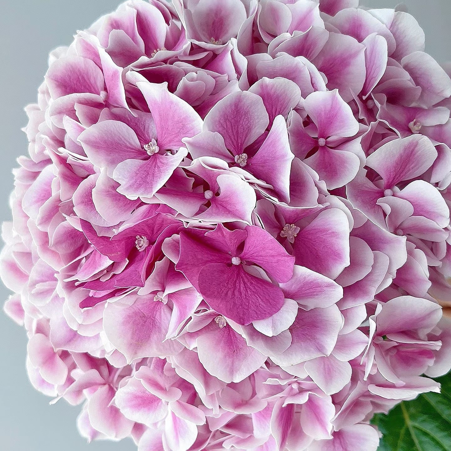 Pink Hydrangea Stems | Sunsation Hydrangea | Fresh UK Delivery