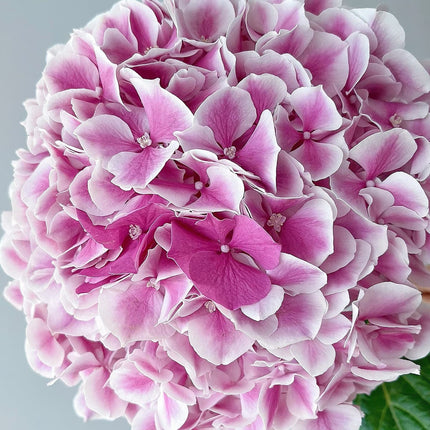 Pink Hydrangea Stems | Sunsation Hydrangea | Fresh UK Delivery