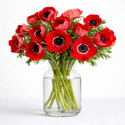 British Grown Red Anemones