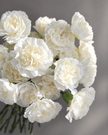 Carnations -Cream