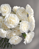 Carnations -Cream