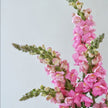 British Pink Snapdragon