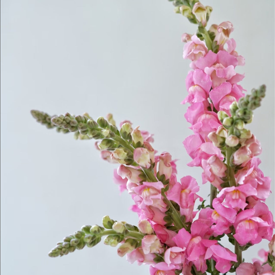 British Pink Snapdragon
