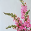 British Pink Snapdragon