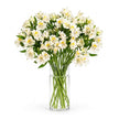 Alstroemeria - cream