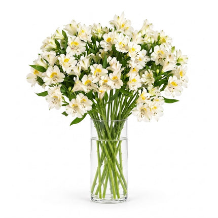 Alstroemeria - cream