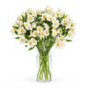 Alstroemeria - cream