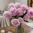 Premium British Pink Peonies