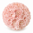 The Carnation Posy
