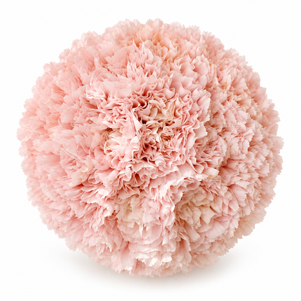 The Carnation Posy