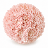 The Carnation Posy